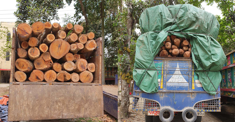 টাঙ্গাইলে বিপুল পরিমাণ গজারি গাছের গুঁড়িসহ আটক ২