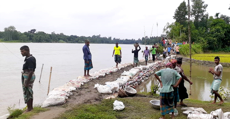 কালিহাতীতে ফসল রক্ষায় স্বেচ্ছাশ্রমে বাঁধ নির্মাণ