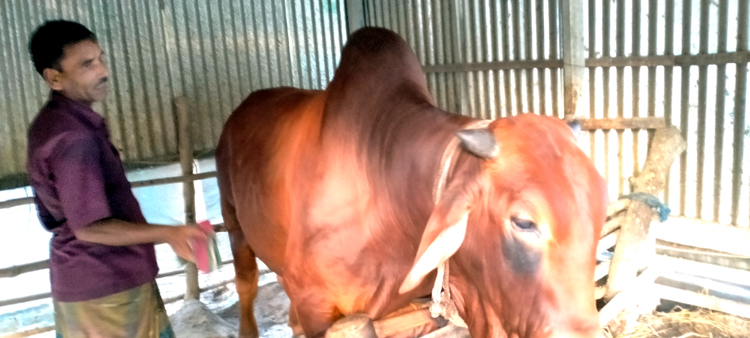 Tangail-Eid-Cow-1