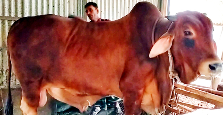 লাল বাদশার দাম ৮ লাখ টাকা