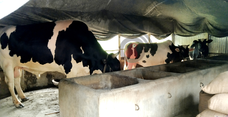 বিশ্ববিদ্যালয়ছাত্রীর খামারে ৪৫ মণের ষাঁড়, দাম ১৫ লাখ