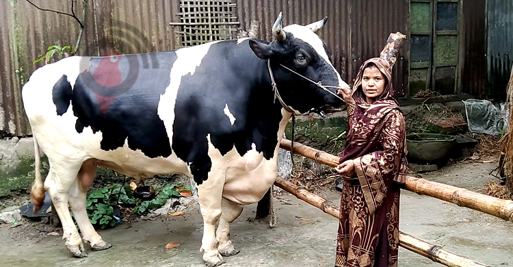 কলেজছাত্রী হামিদার খামারে ৪৫ মণের ষাঁড়, দাম ১৫ লাখ
