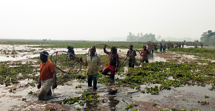 আতিলা বিলে মাছ ধরা উৎসব