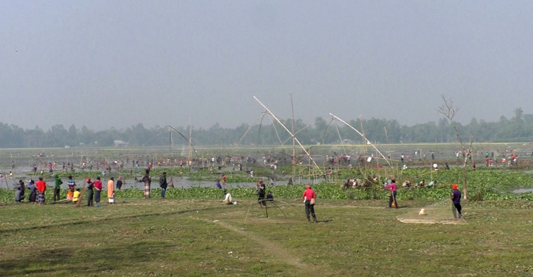 ঢোল বাজিয়ে বিলে মাছ শিকার