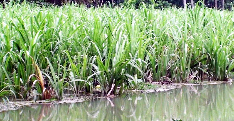 বন্যায় টাঙ্গাইলে ৭শ কোটি টাকার ক্ষতি