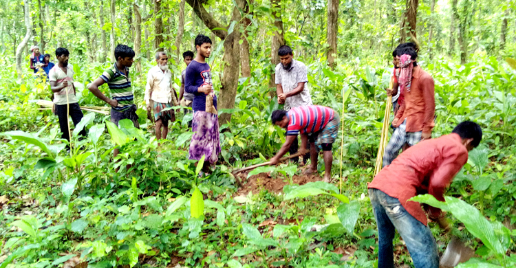মধুপুর বনাঞ্চলের হারানো ঐতিহ্য ফেরাতে বৃক্ষ রোপণ