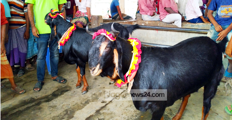‘মেসি-নেইমারে’র দাম ৫ লাখ, ওজন সাড়ে ৪ মণ
