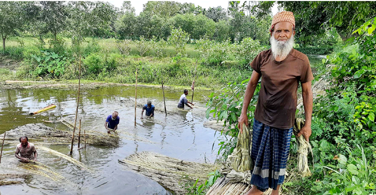 টাঙ্গাইলে পাট চাষ বেশি হলেও বাড়েনি উৎপাদন
