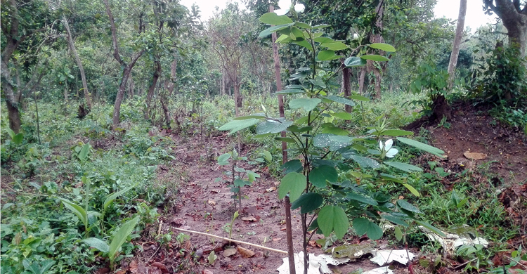 মধুপুর গড়ে বৈচিত্র্যময় ‘আরবোরেটাম’