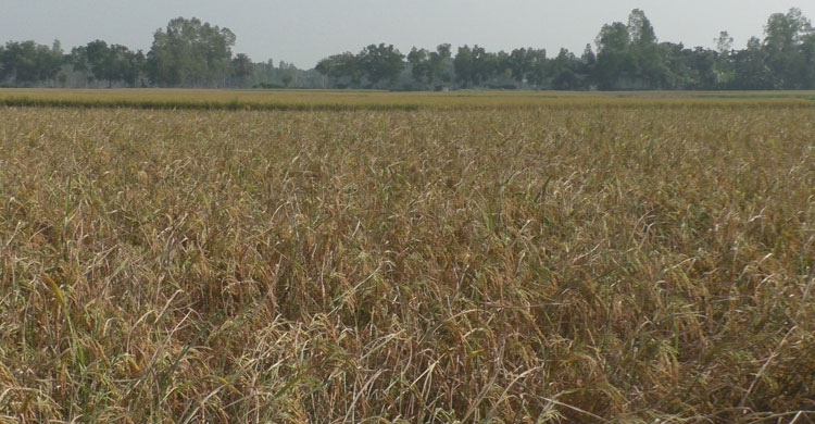 Tangail-paddy-pic-7.jpg