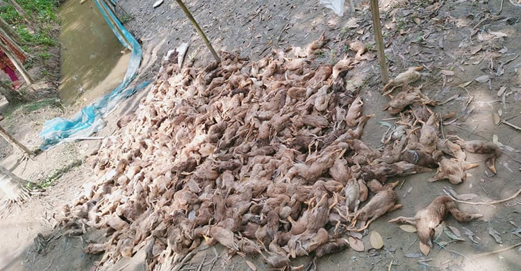 চাকরি হারানো আরিফুলের ১১০০ হাঁস মেরে ফেলল দুর্বৃত্তরা