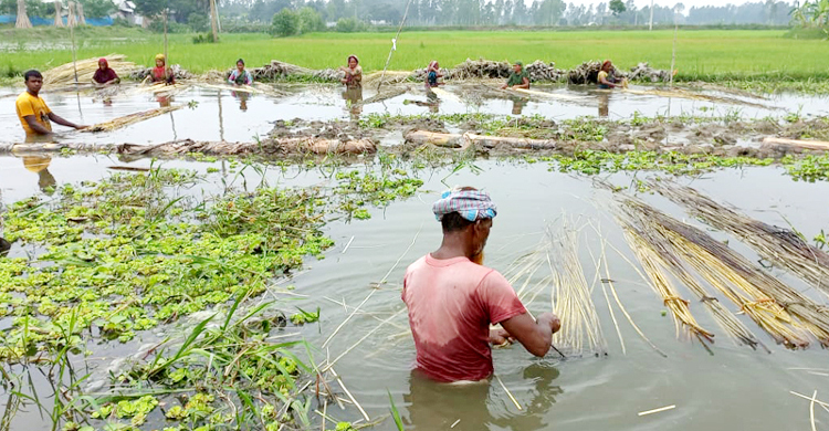 তাড়াশে পানির অভাবে পাটজাগ দিতে ভোগান্তি কৃষকদের