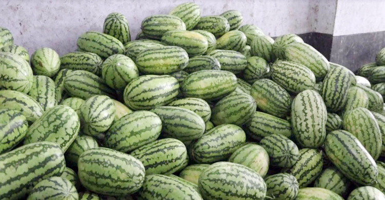 নওগাঁয় তরমুজের কেজি ১৫ টাকা, তবুও ক্রেতা সংকট