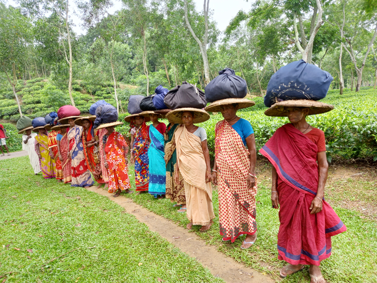সবকিছুর দাম বাড়ায় সংসার চালানোই দায় চা শ্রমিকদের