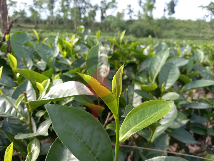 সবকিছুর দাম বাড়ায় সংসার চালানোই দায় চা শ্রমিকদের