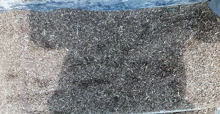 চা পাতার সঙ্গে অন্যান্য গাছের পাতা মিশিয়ে নকল গ্রিন টি!