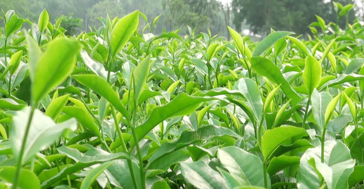 বিশেষ পরিচিতি পেয়েছে পঞ্চগড়, সুদিন ফিরেছে চা চাষিদের