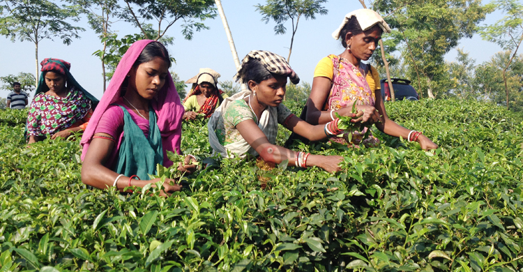দিবস আসে চলেও যায়, ভাগ্য বদলায় না চা শ্রমিকদের