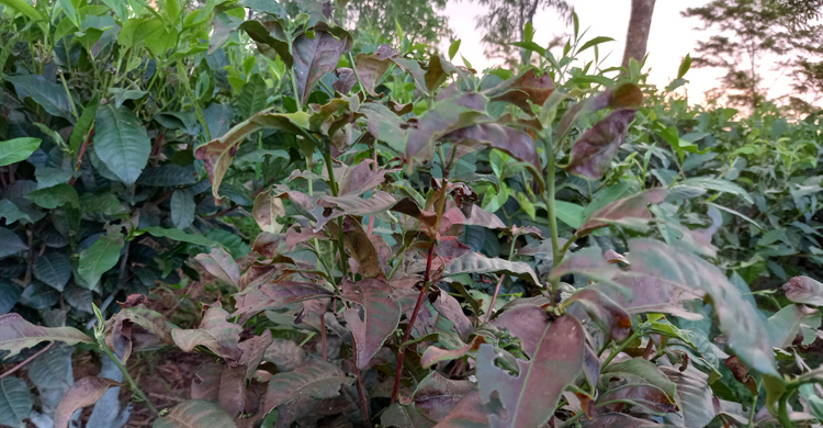 খরায় চা বাগানে রেড স্পাইডারের সংক্রমণ