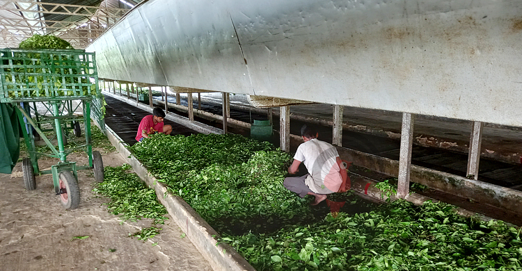 লোডশেডিংয়ে শঙ্কার মুখে চা শিল্প