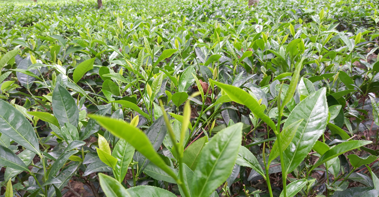 কাঁচা চা পাতা নষ্টের অভিযোগে থানায় জিডি