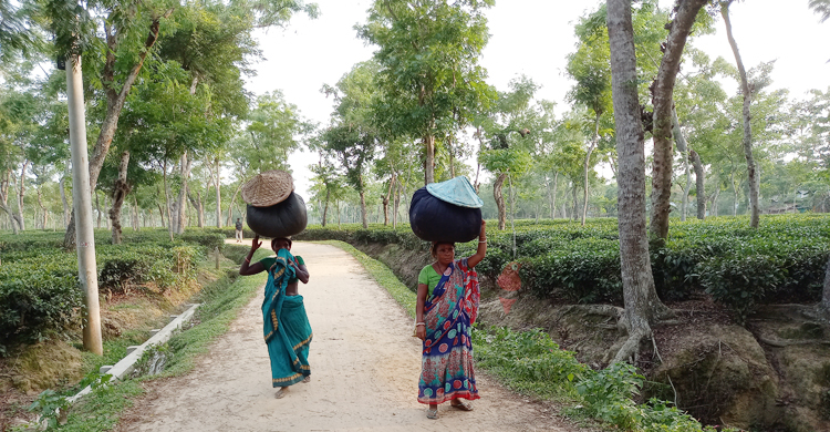 দিবস আসে চলেও যায়, ভাগ্য বদলায় না চা শ্রমিকদের
