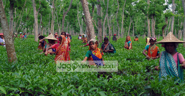 চা শ্রমিক দিবস : রক্তিম সংগ্রামের ঐতিহাসিক বীরত্বগাথা