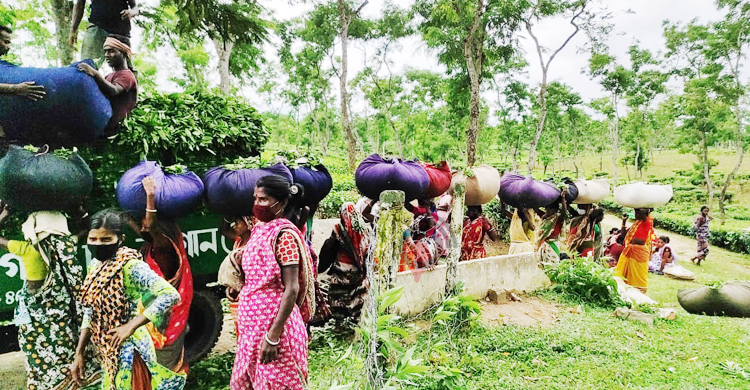 দিবস আসে চলেও যায়, ভাগ্য বদলায় না চা শ্রমিকদের