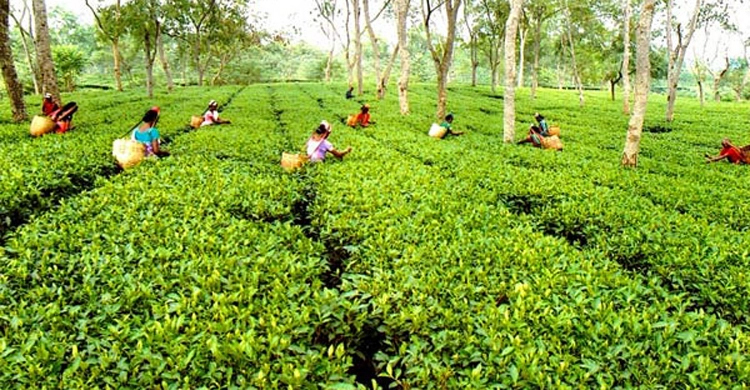 চা-বাগানের জমির তথ্য চেয়েছে সংসদীয় কমিটি