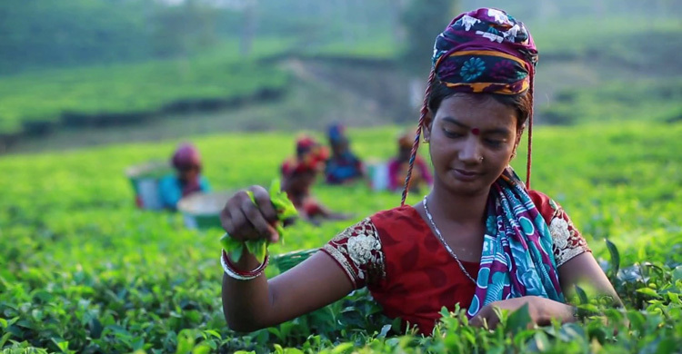 দেশে সেপ্টেম্বরে রেকর্ড চা উৎপাদন