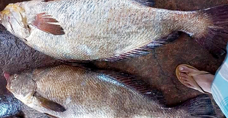 ৬৫ কেজির দুই পোয়া মাছ সাড়ে ৭ লাখ টাকায় বিক্রি