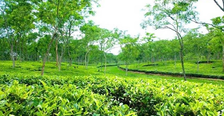 চা বাগানে বন্য শূকরের কামড়ে শ্রমিকের মৃত্যু