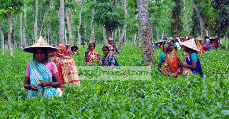চা শ্রমিকদের মজুরি ৬৭০ টাকা নির্ধারণের দাবি