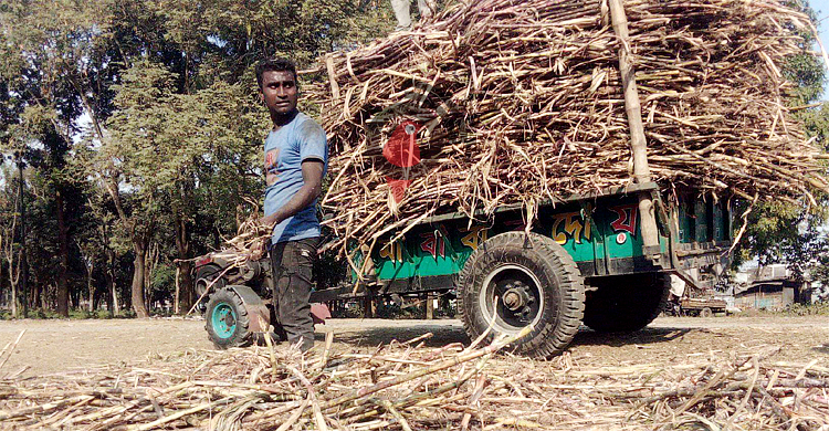 চালু না হতেই বন্ধ ঠাকুরগাঁও চিনিকলের আখ মাড়াই