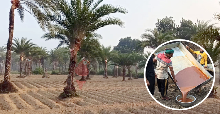 ঠাকুরগাঁওয়ে হুমকিতে এলাকা ছাড়লো গাছিরা, খেজুরের গুড় তৈরি বন্ধ