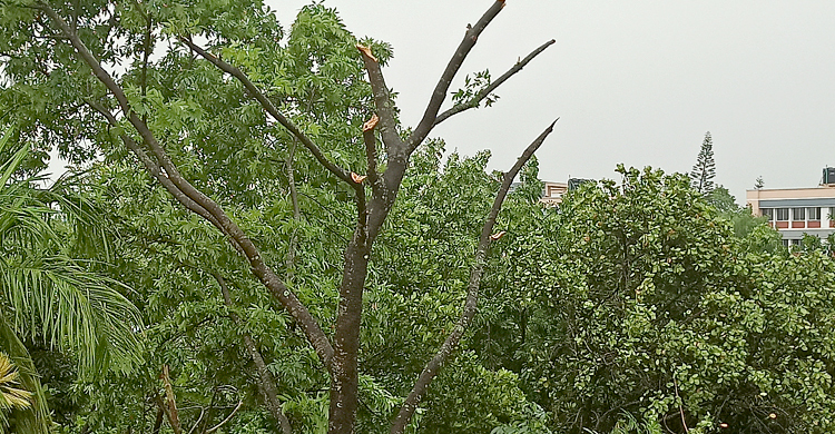 ঠাকুরগাঁওয়ে কালবৈশাখীর তাণ্ডব, ব্যাপক ক্ষয়ক্ষতি