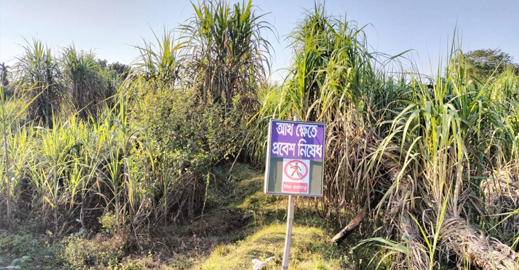 ঠাকুরগাঁয়ে আখ চাষে ফিরছেন কৃষকরা