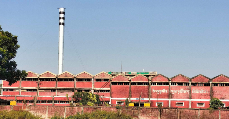 ঠাকুরগাঁয়ে আখ চাষে ফিরছেন কৃষকরা