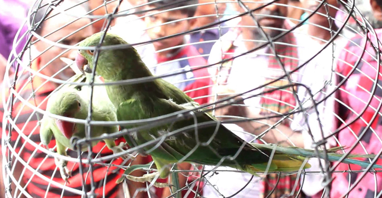 হাট-বাজারে প্রকাশ্যে বিক্রি হচ্ছে বন্যপাখি