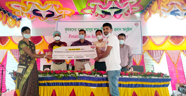 শস্য বীমার ক্ষতিপূরণ পেয়ে ঠাকুরগাঁওয়ে আলু চাষিদের মুখে হাসি