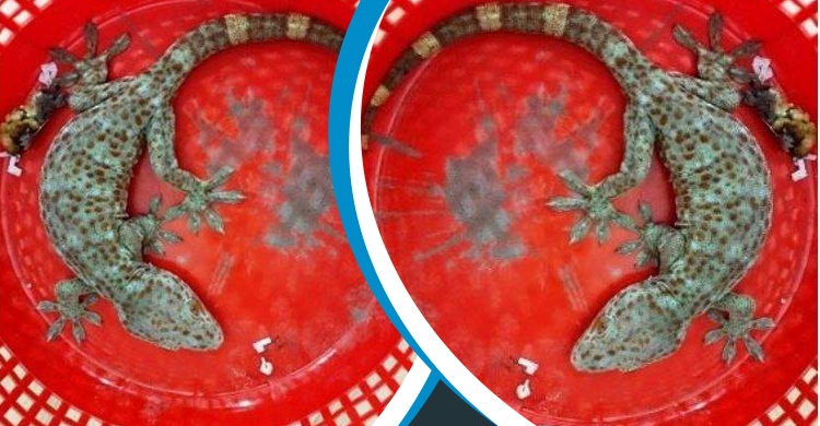 ফরিদপুরে ‘শত কোটি’ টাকা দামের ১৩ ইঞ্চি লম্বা তক্ষক উদ্ধার