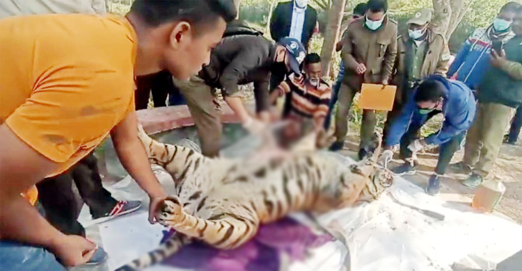 সুন্দরবনের চর থেকে উদ্ধার মৃত বাঘটির ময়নাতদন্ত সম্পন্ন