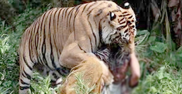 সুন্দরবনে বাঘের আক্রমণে মৌয়াল নিহত