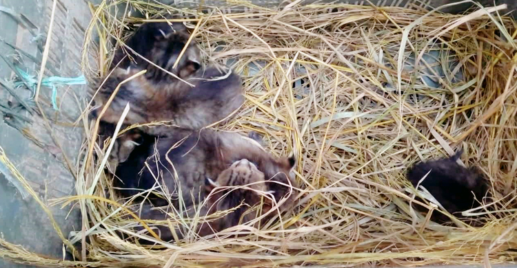 ৬টি বাঘের বাচ্চা উদ্ধার