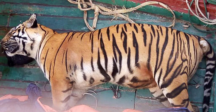 সুন্দরবনে বাঘিনীর মরদেহ উদ্ধার