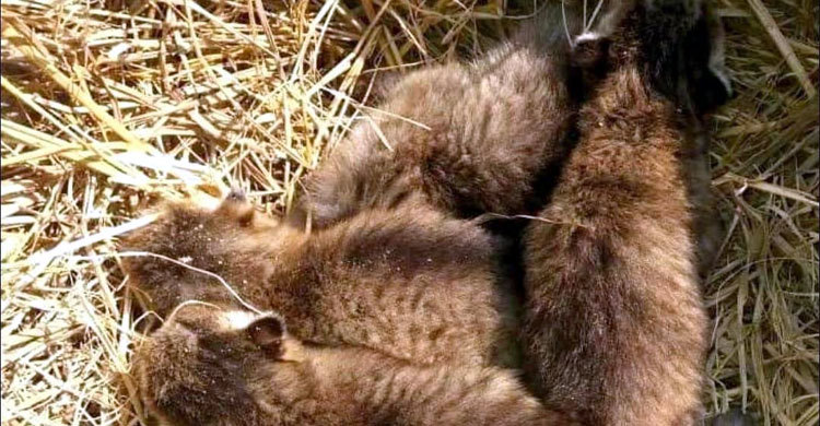 মৎস্য খামারের ঝোঁপে মেছো বাঘের ৫ ছানা