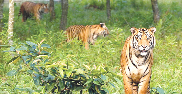 সুন্দরবনে বাঘের আক্রমণে দুই জেলে নিহতের দাবি