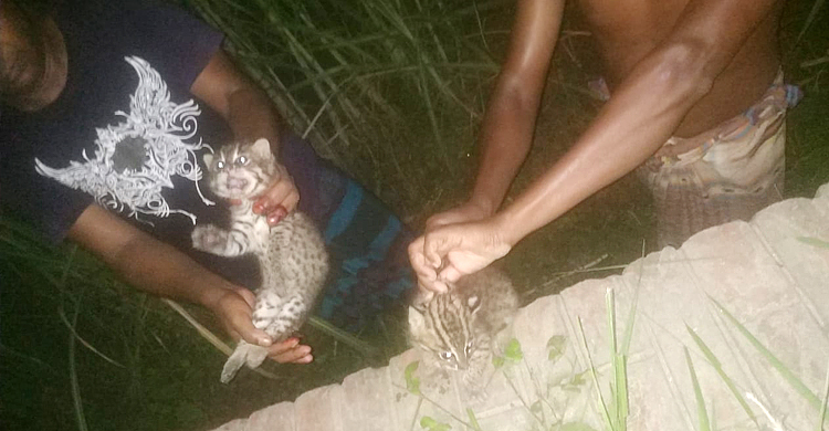 ৯৯৯-এ ফোন পেয়ে দুই মেছোবাঘ শাবক উদ্ধার