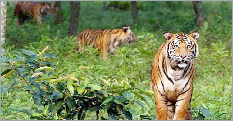 বিশ্ব বাঘ দিবস আজ