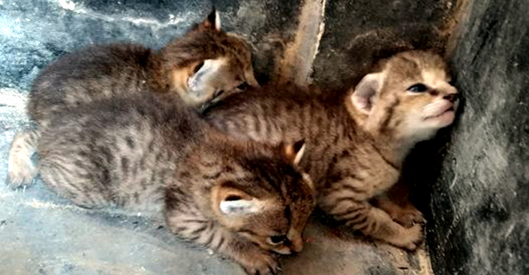 বিড়াল ভেবে মেছোবাঘের ৩ ছানা ঘরে আনলেন শিক্ষক